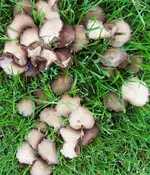 pilz02.webp