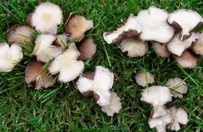 pilz03.jpg