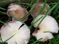 pilz04.webp