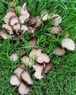 pilz05.webp