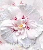 8451066708520368.webp