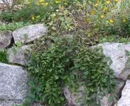 Kopie von Salix.webp