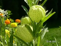 PICT0049.webp