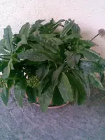 Bild003.webp
