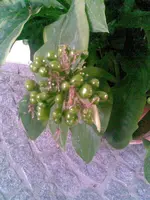 Bild004.webp