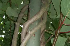 100_5216.webp