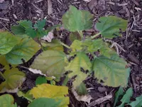 IMGP1598.webp
