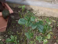 IMGP1599.webp