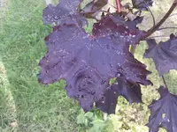 DSC00615.webp