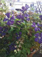 DSC00089.webp