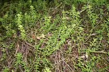 K800_100_0898.webp
