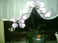PIC00211.webp