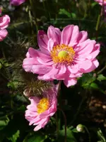 Herbstanemone.webp