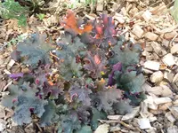 Purpurglöckchen.webp
