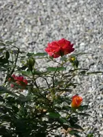 Rose Sept1.webp