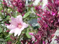 Malve AnisYsop im Herbst.webp