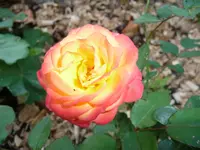 Rose Sept2.webp