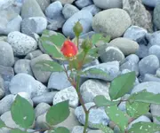 Rose Sept3..webp