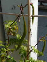 Schoten Jasmintrompete.webp