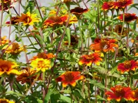 Zinnien im Herbst.webp