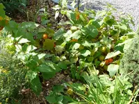 kriechende Physalis.webp