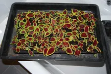 DSC_0003.webp