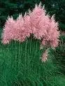 images.webp