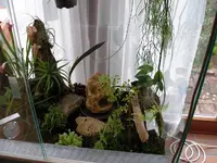 Terrarium-4.webp