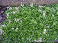 Unbekannter Bodendecker.webp