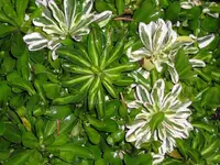 Unbekannter Bodendecker 2.webp