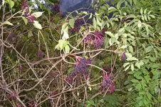 K800_100_0986.webp