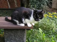 Bank mit Katze.webp