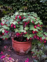 Fuchsie rot.webp