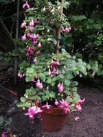 Fuchsie rosa.webp