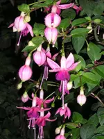 Rosa Blüten.webp