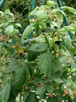 Himbeeren im Oktober.webp