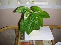 0005.webp