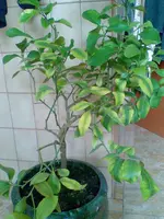 Bild104.webp