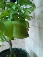 Bild106.webp