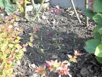PIC_0198.webp