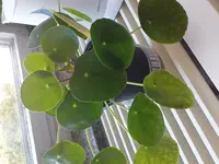pflanz 002.webp