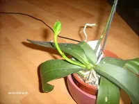 LPIC3857.webp
