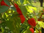 Garten im Oktober 001.jpg