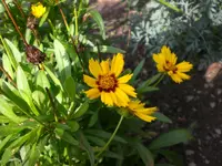 Garten im Oktober 002.webp