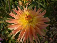 Garten im Oktober 004.webp