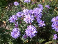 Garten im Oktober 007.webp