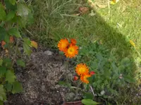 Garten im Oktober 008.webp