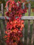 Garten im Oktober 009.jpg