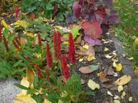 Garten im Oktober 013.webp