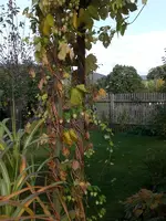 Garten im Oktober 020.webp